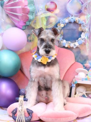 20240811小鉄くん